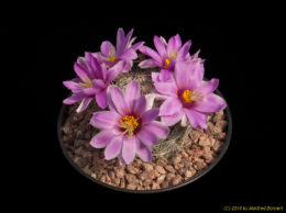 Mammillaria bollii 2418